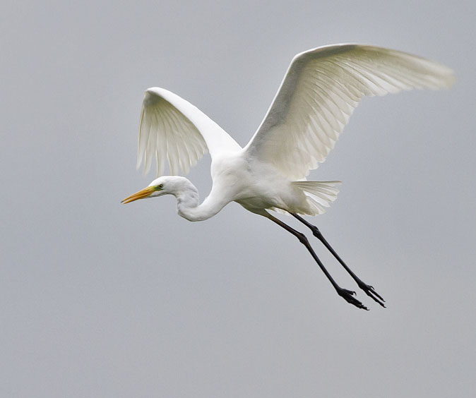 Grotezilverreiger041011.jpg