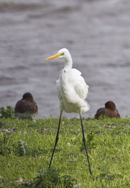 Grotezilverreiger101011A.jpg