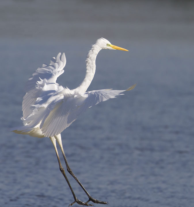 Grotezilverreiger141011B.jpg