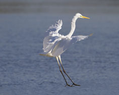 Grotezilverreiger141011B_1500_tn.jpg