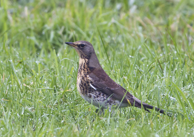 Kramsvogel171011.jpg