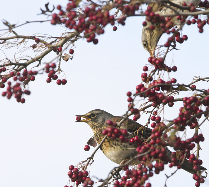 Kramsvogel211011D.jpg