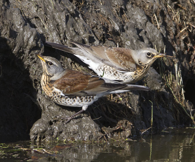 Kramsvogels191011A.jpg