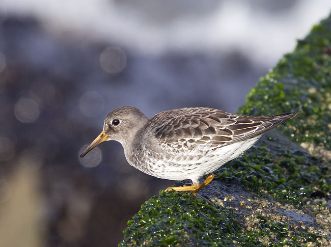 Paarsestrandloper131011B.jpg