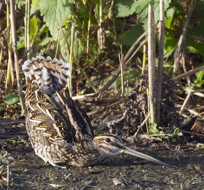 Watersnip191011A.jpg