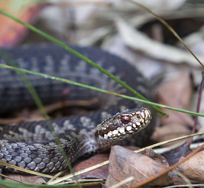 Adder090912F.jpg