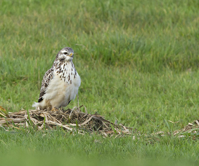 Buizerd261012