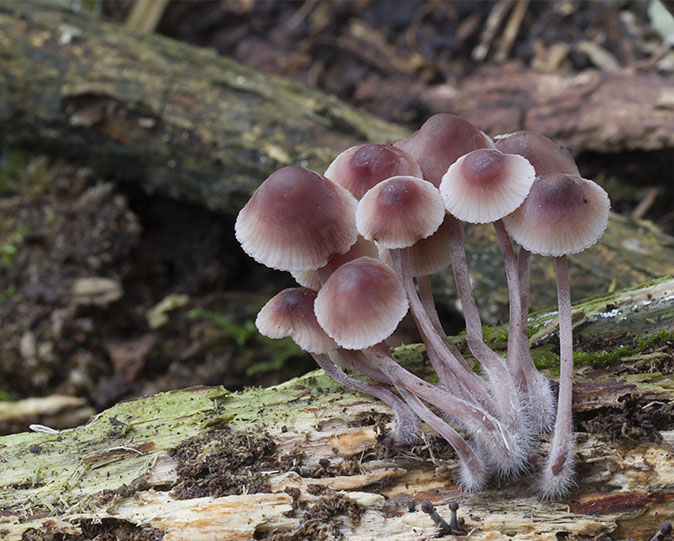 Grotebloedsteelmycena251012.jpg