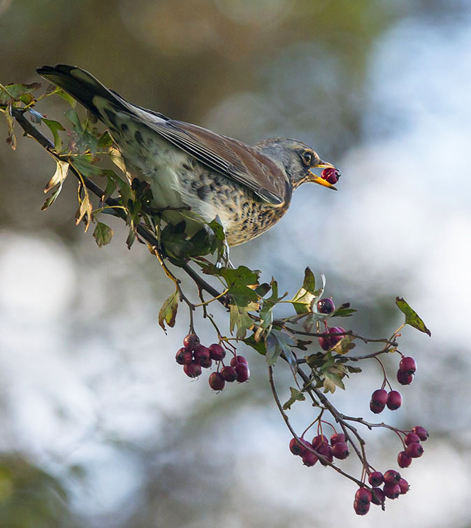 Kramsvogel301013