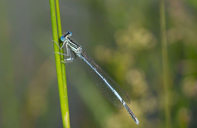 Blauwebreedscheenjuffer120614A