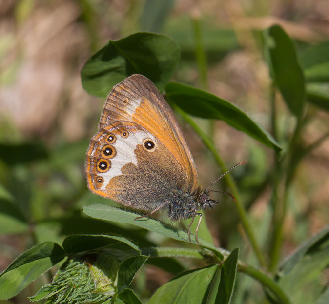 Tweekleurighooibeestje170614