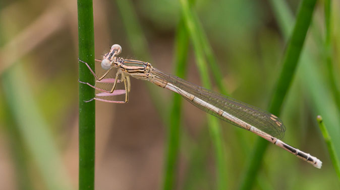 Wittebreedscheenjuffer090614