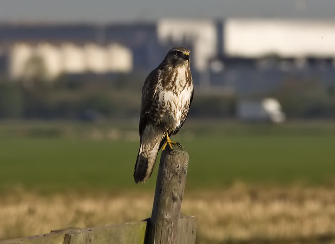 Buizerd210909.JPG