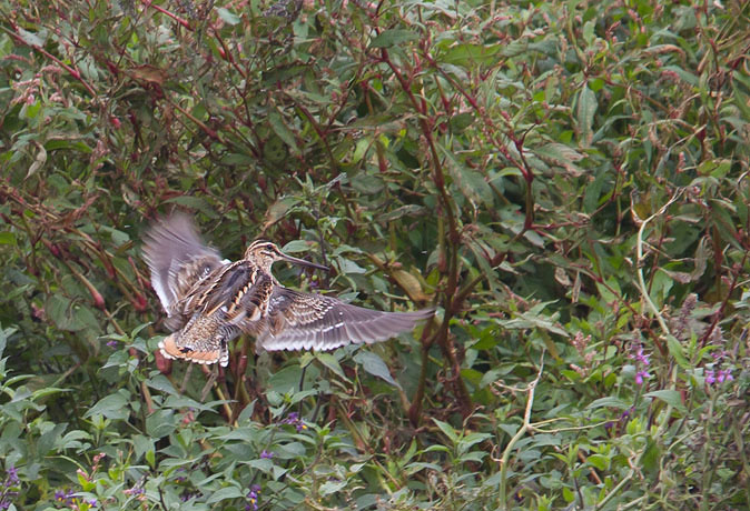 Watersnip020910.JPG