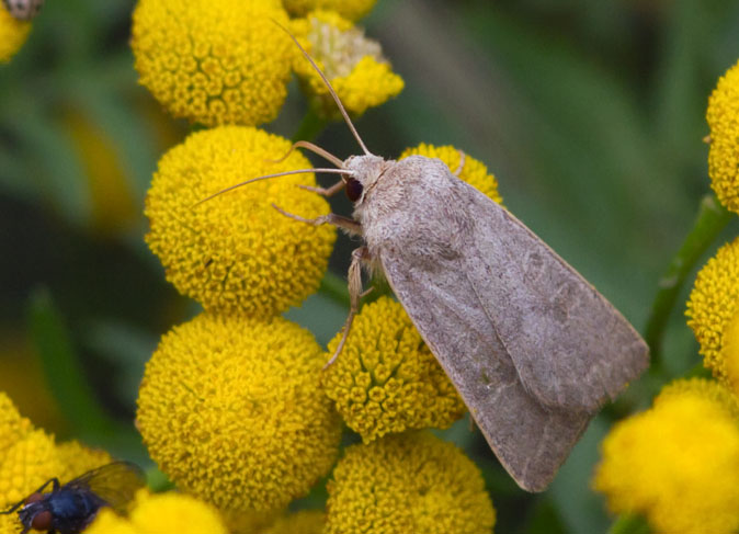 Zuidelijkestofuil010910.JPG