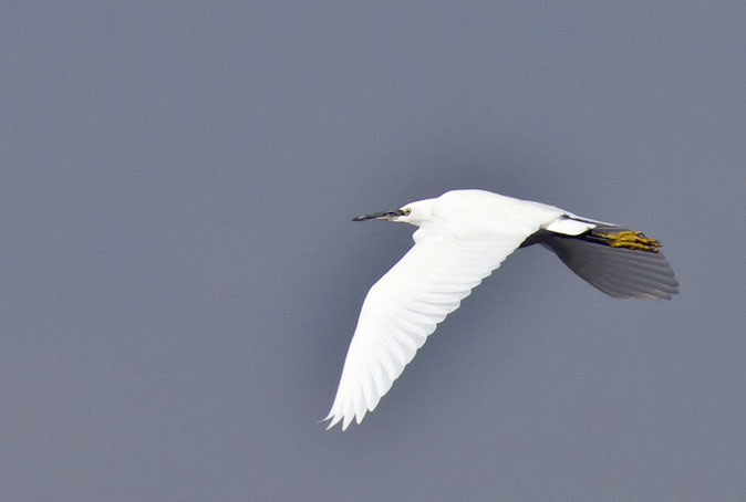 Kleinezilverreiger260911.jpg