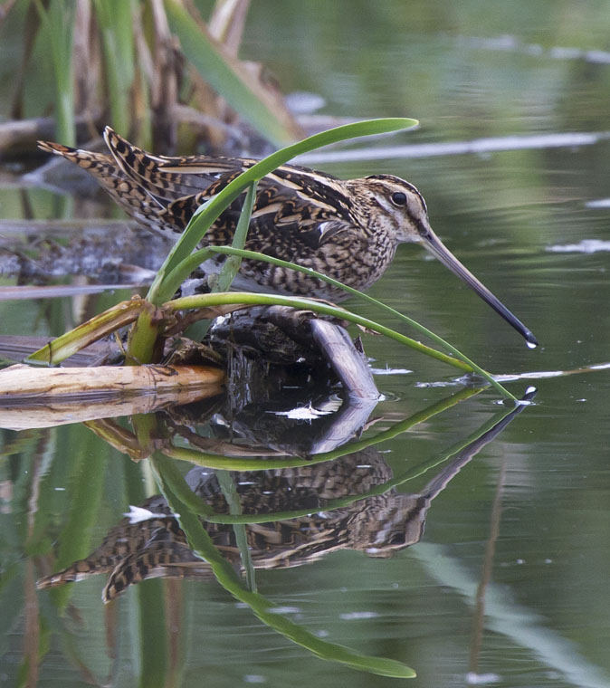 Watersnip270911.jpg