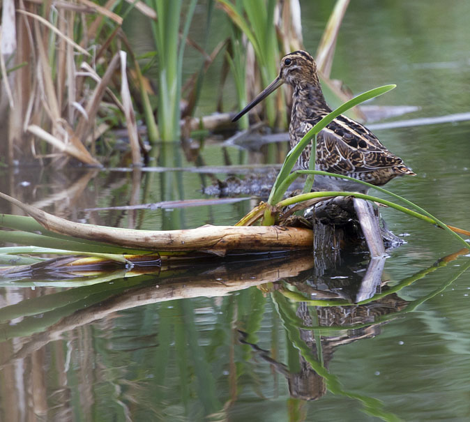 Watersnip270911B.jpg