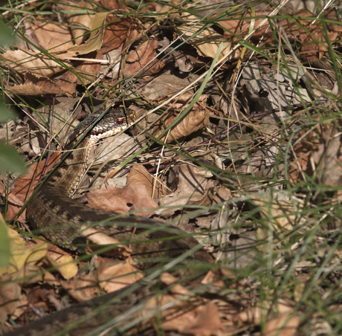 Adder090912.jpg