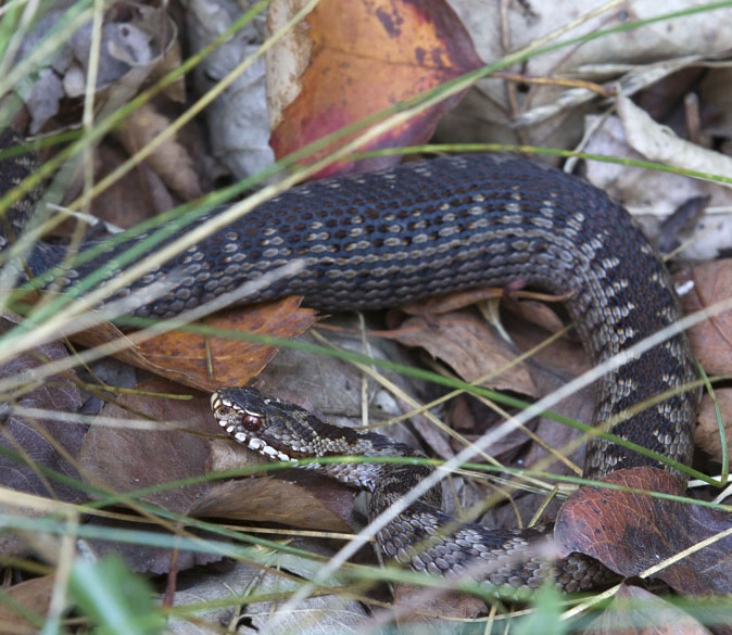 Adder090912B.jpg