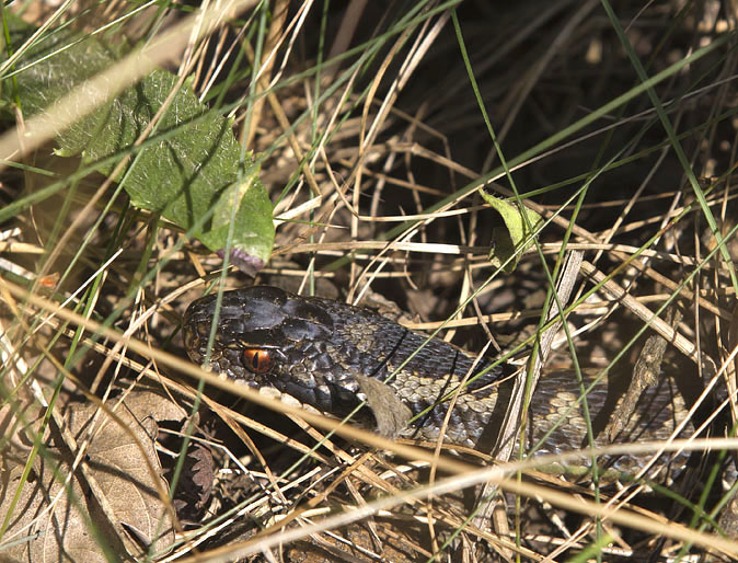 Adder090912E.jpg