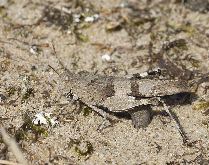 Blauwvleugelsprinkhaan040912A.jpg