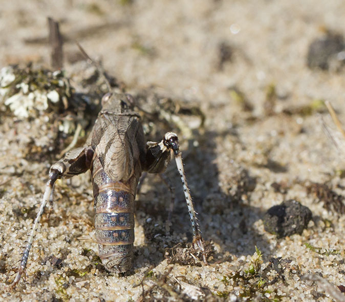 Blauwvleugelsprinkhaan040912C.jpg