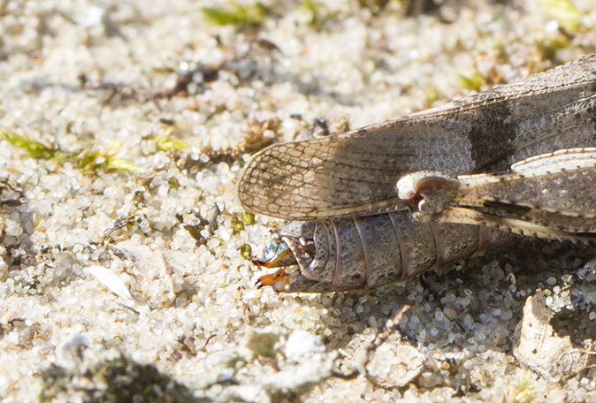 Blauwvleugelsprinkhaan040912E.jpg