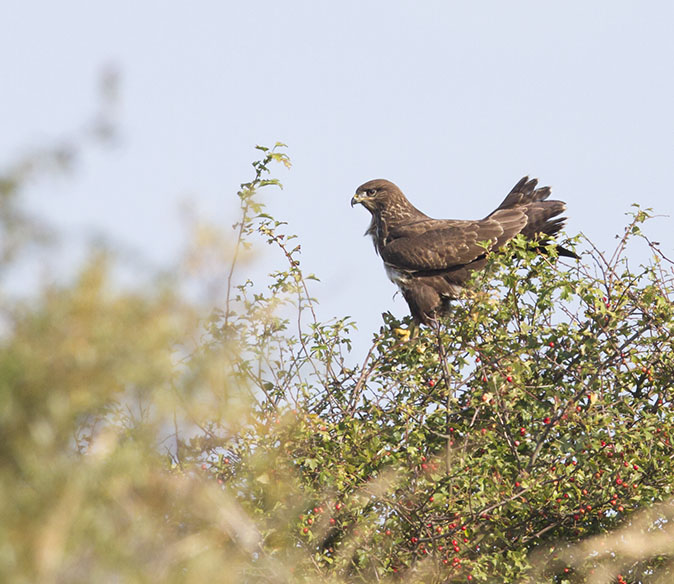 Buizerd040912.jpg