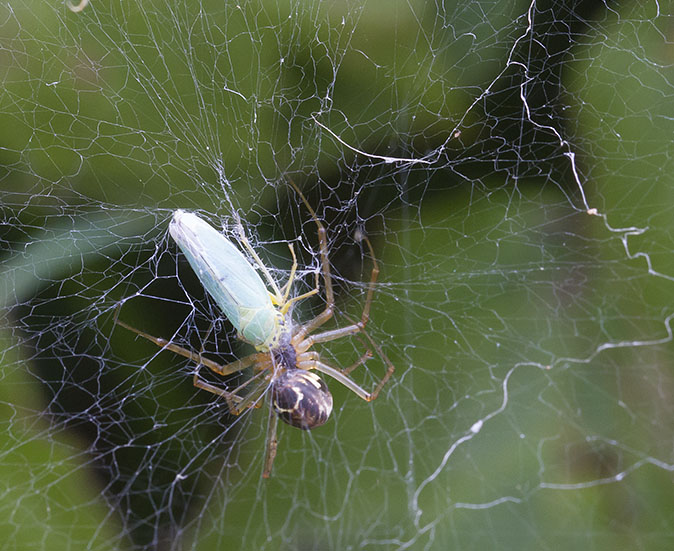 Cicade_Baldakijnspin070912.jpg