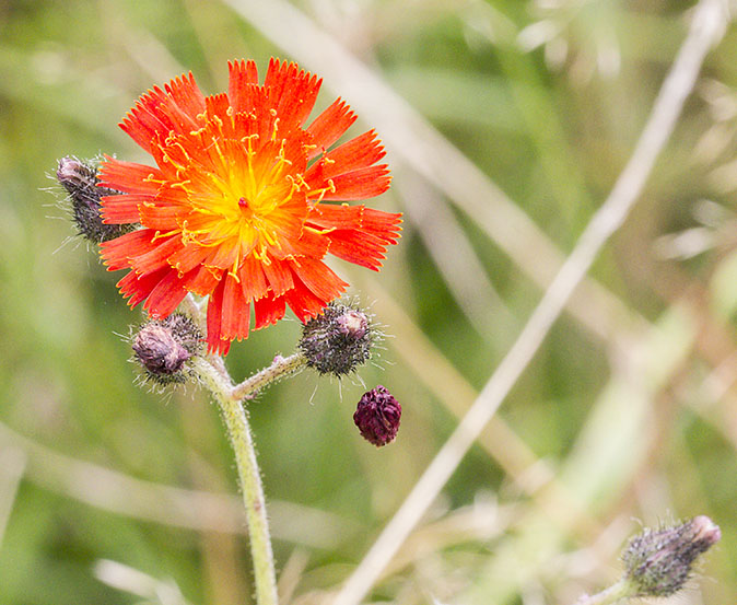 Oranjehavikskruid080912.jpg