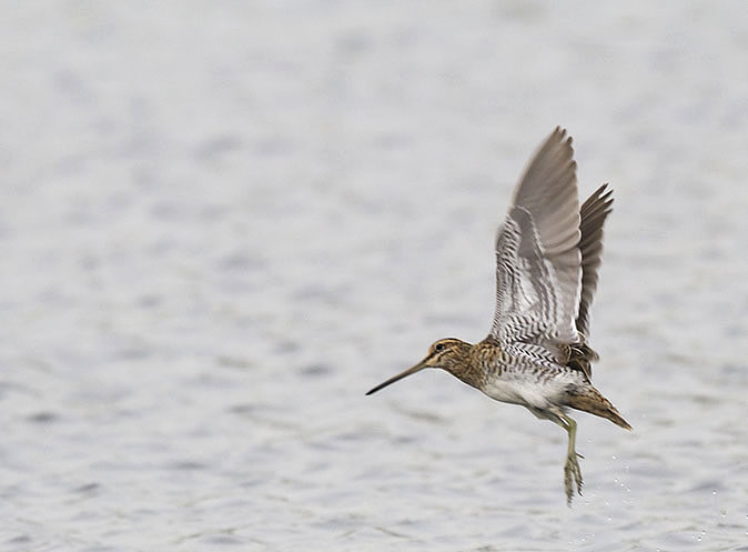 Watersnip210912.jpg