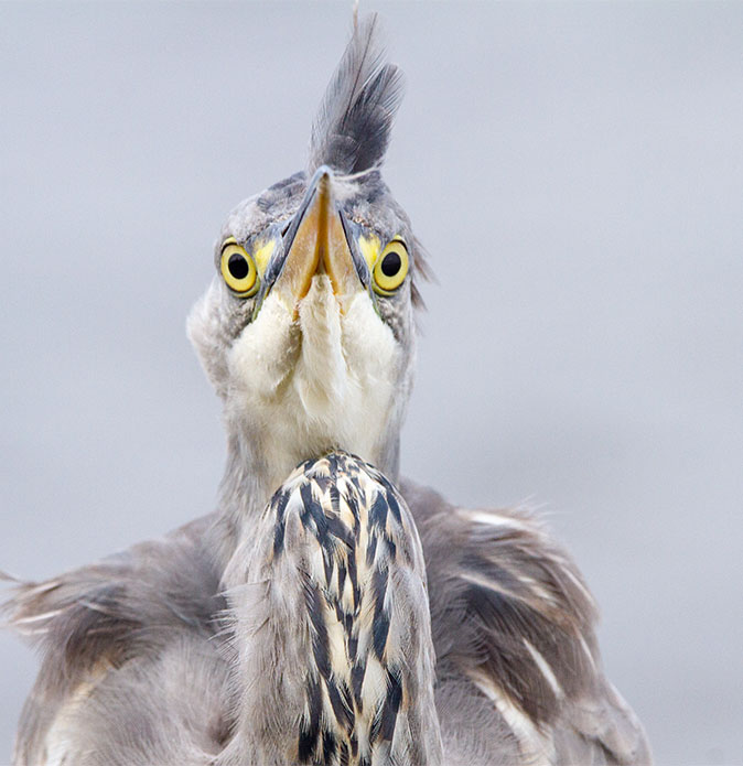 Blauwereiger130913