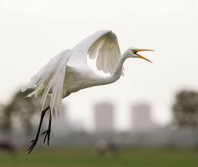 Grotezilverreiger170913G