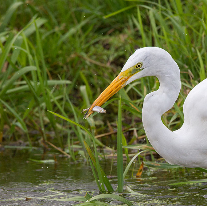 Grotezilverreiger170913I