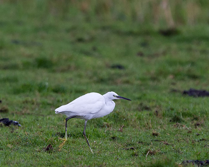 Kleinezilverreiger180913