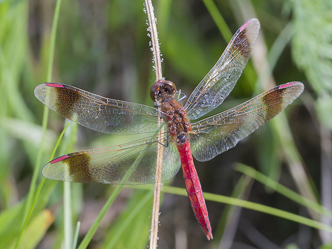 Bandheidelibel080914