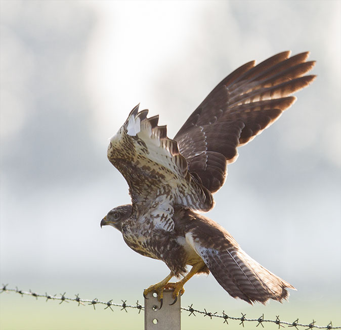 Buizerd040914