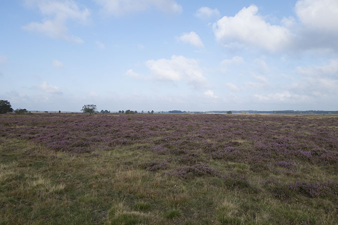 Dwingelderveld110914