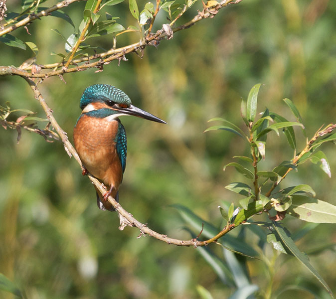 IJsvogel040914