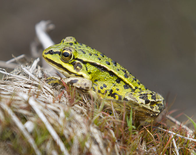 Poelkikker060914