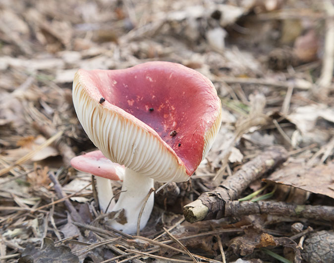 Russula110914